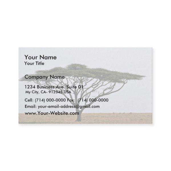 Umbrella Thorn Acacia Tree