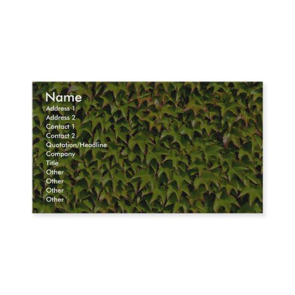 Unique Virginia creeper