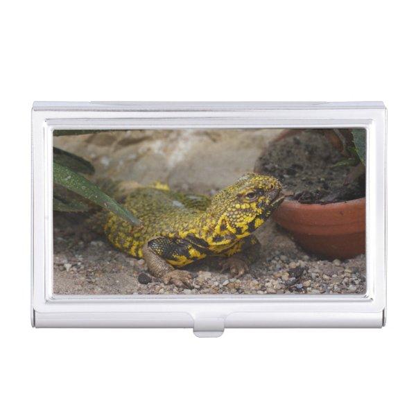 Uromastyx geyri  case