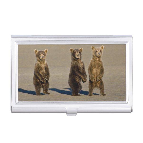 USA. Alaska. Coastal Brown Bear cubs Case For