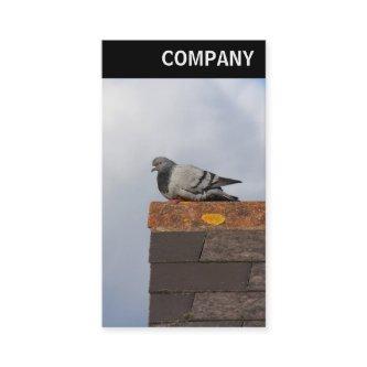 V Header - Good Morning Pigeon