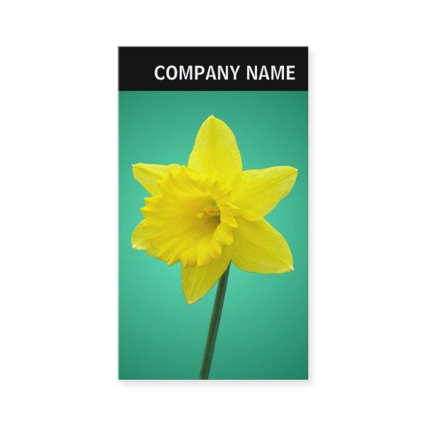 V Header - Photo - Daffodil