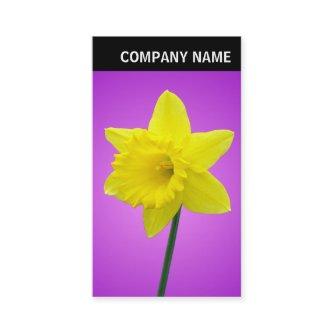 V Header - Photo - Daffodil