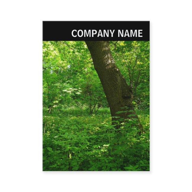 V Header - Photo - Spring in the Woods