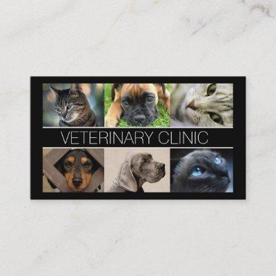 Veterinary Clinic Pet Care