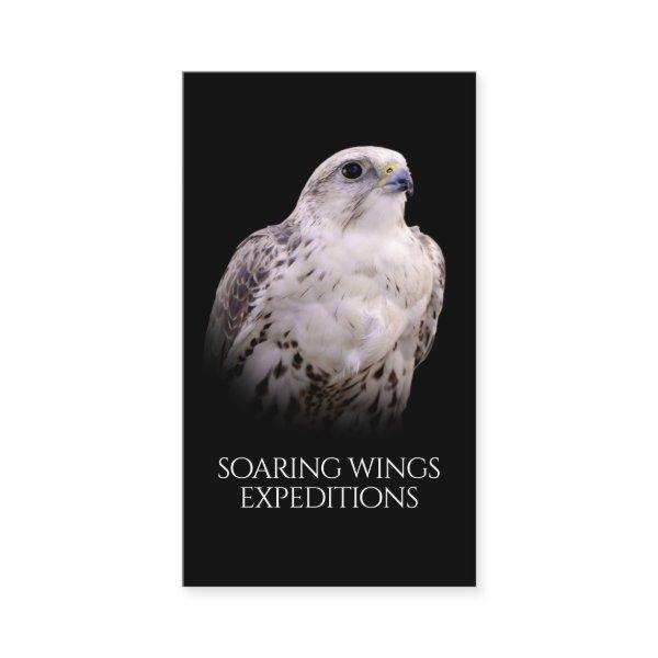 Vignetted Portrait of an Inquisitive Saker Falcon
