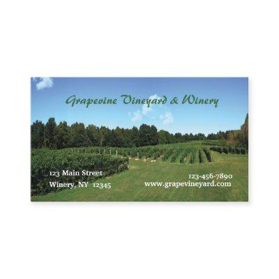 Vineyard