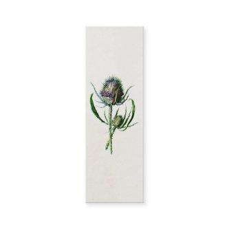 Vintage 1902 Old Scottish Thistle Wild Flower Mini