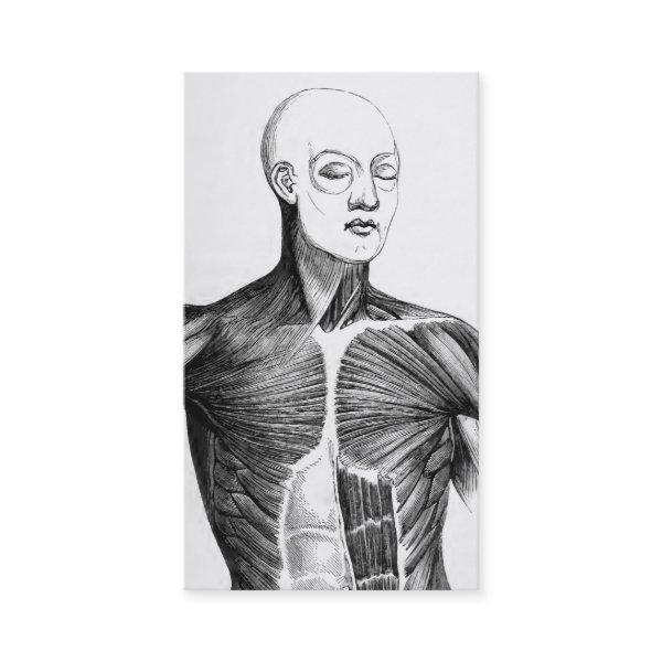 Vintage Anatomy | B/W Torso  (circa 1852)