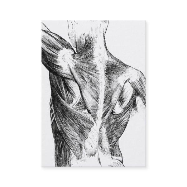 Vintage Anatomy | Back Muscles  (circa 1852) | B/W