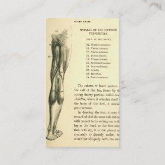 Vintage Anatomy | Leg Muscles