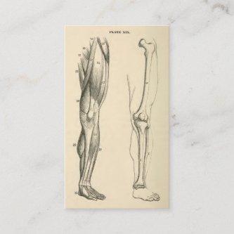 Vintage Anatomy |   Muscles and Bones of the Leg