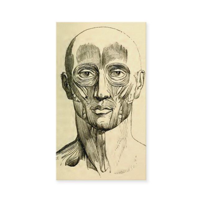 Vintage Anatomy | Muscles of the Face (circa 1852)