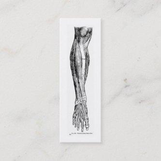 Vintage anatomy muscles of the leg in black mini