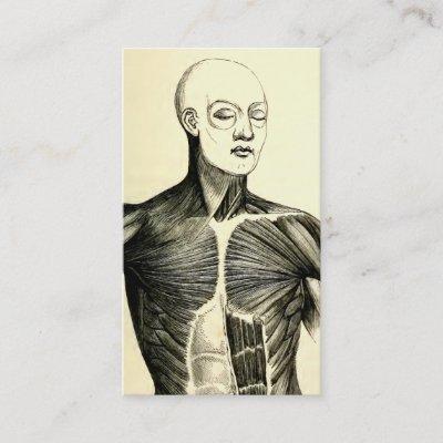 Vintage Anatomy | Torso  (circa 1852)