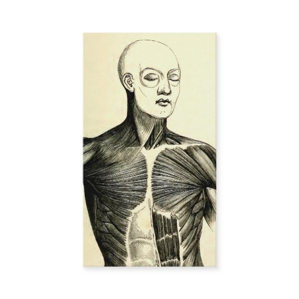 Vintage Anatomy | Torso  (circa 1852)