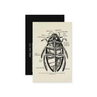 Vintage Entomology Hydrophilidae Scavenger Beetle