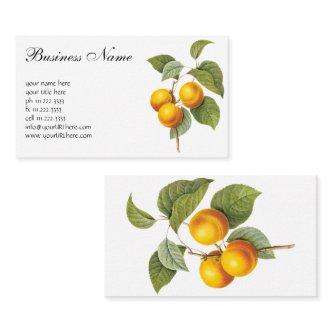 Vintage Food Fruit, Apricot Peach by Redoute