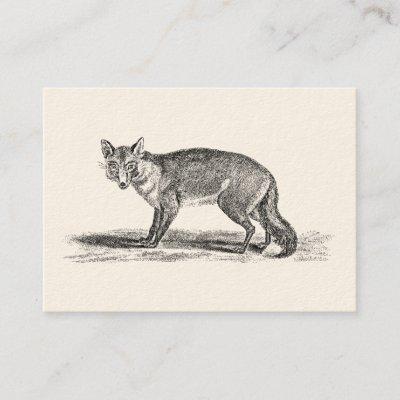 Vintage Foxy Fox Illustration - 1800's Foxes