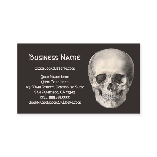 Vintage Human Anatomy Skull, Halloween Skeleton