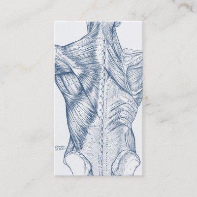 Vintage Medical Drawing Back Muscles Blue (1890)
