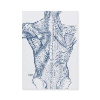 Vintage Medical Drawing Back Muscles Blue (1890)