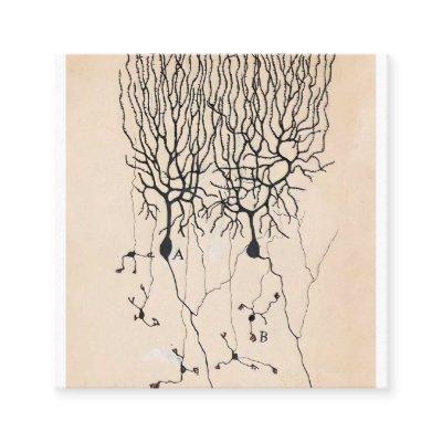 Vintage Neuron Drawing By Santiago Ramón y Cajal Square