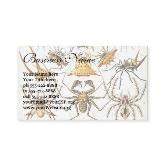 Vintage Spiders or Arachnids by Ernst Haeckel