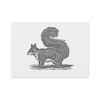 Vintage Squirrel Illustration - 1800's Squirrels