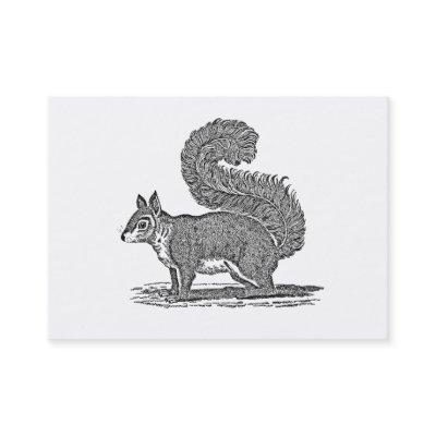 Vintage Squirrel Illustration - 1800's Squirrels