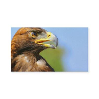 Vision of a Beautiful Young Golden Eagle