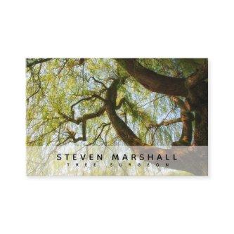 Weeping Willow Tree Surgeon UK Euro
