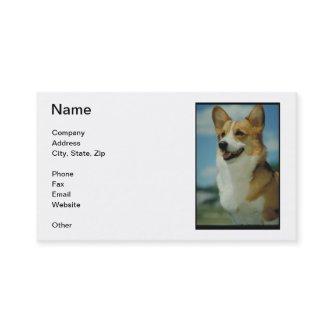 Welsh Corgi