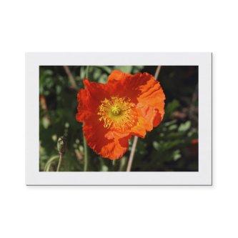 Welsh Poppy (Orange) Bordered