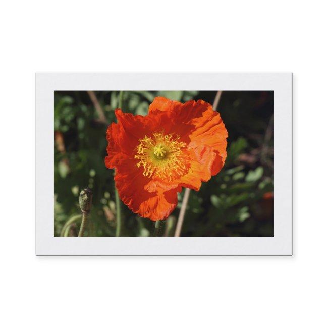 Welsh Poppy (Orange) Bordered