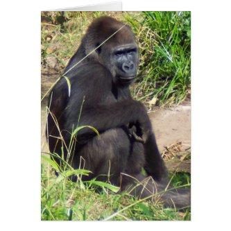 Western Lowland Gorilla