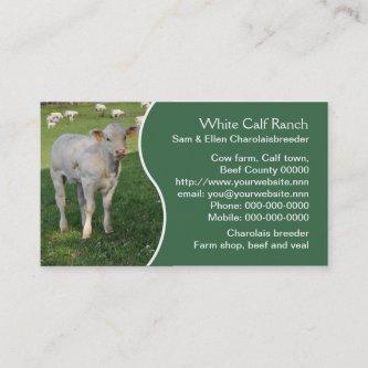 White charolais calf with green panel