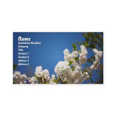 White Cherry Blossoms Against Blue Background