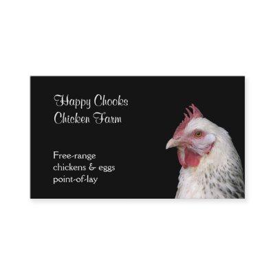 White chicken on black background