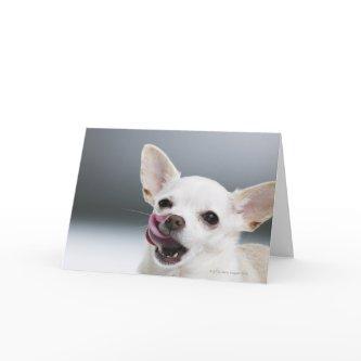 White Chihuahua licking lips Card