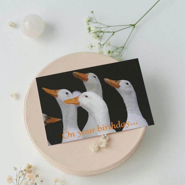 White Ducks Funny Birthday Card