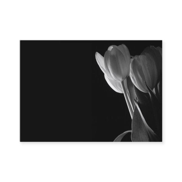 White Tulips Photo On Black Background