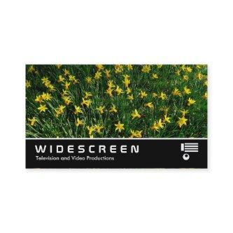 Widescreen 204 - Daffodils/Narcissus