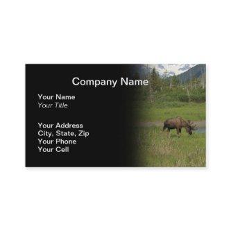 Wild Alaskan Moose  - Black