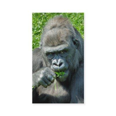 WILD ANIMALS - GORILLAS