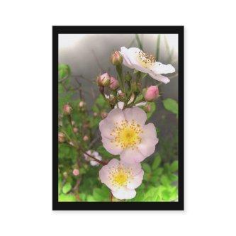 Wild Roses ATC