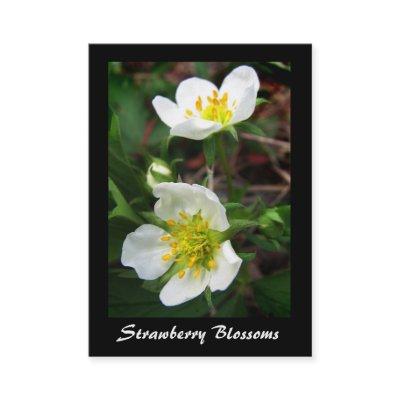 Wild Strawberry Blossoms ATC