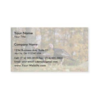 Wild turkey