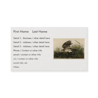 Winter Hawk, John James Audubon's Birds of America