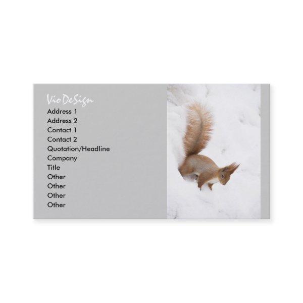 Winter Squirrel